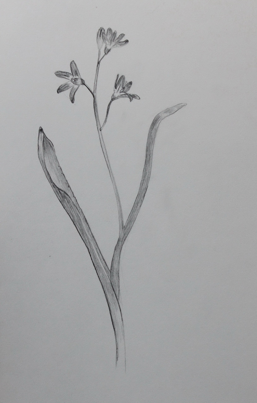 Scilla